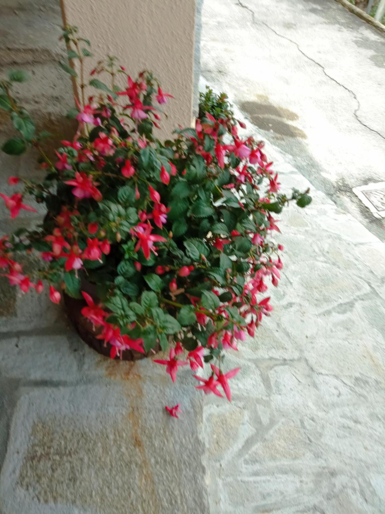 Agriturismo U'Spigu Nonna Annetta Nasino Extérieur photo